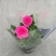 玫瑰花苗盆栽花卉植物室内花月季好养易活阳台四季开花绿植鲜