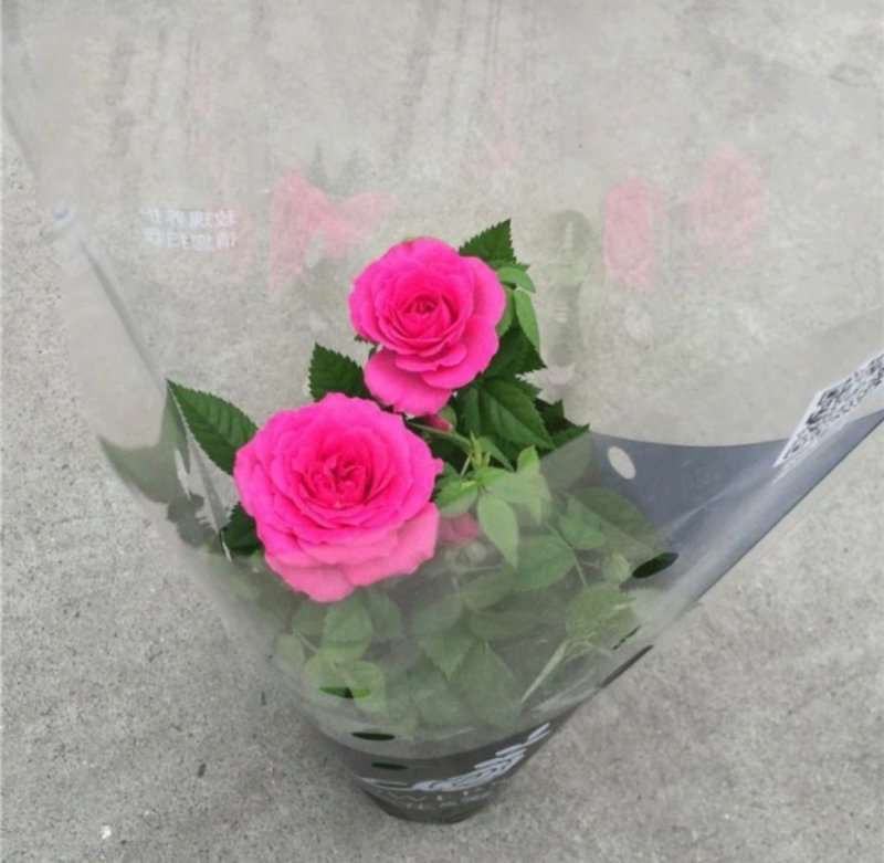 玫瑰花苗盆栽花卉植物室内花月季好养易活阳台四季开花绿植鲜