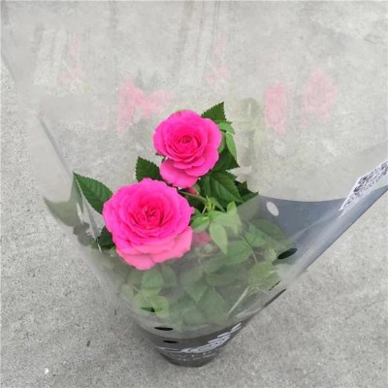 玫瑰花苗盆栽花卉植物室内花月季好养易活阳台四季开花绿植鲜