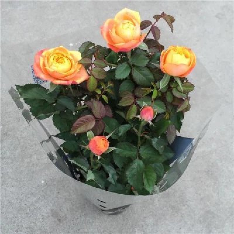 玫瑰花苗盆栽花卉植物室内花月季好养易活阳台四季开花绿植鲜