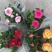 玫瑰花苗盆栽花卉植物室内花月季好养易活阳台四季开花绿植鲜
