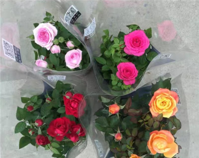 玫瑰花苗盆栽花卉植物室内花月季好养易活阳台四季开花绿植鲜