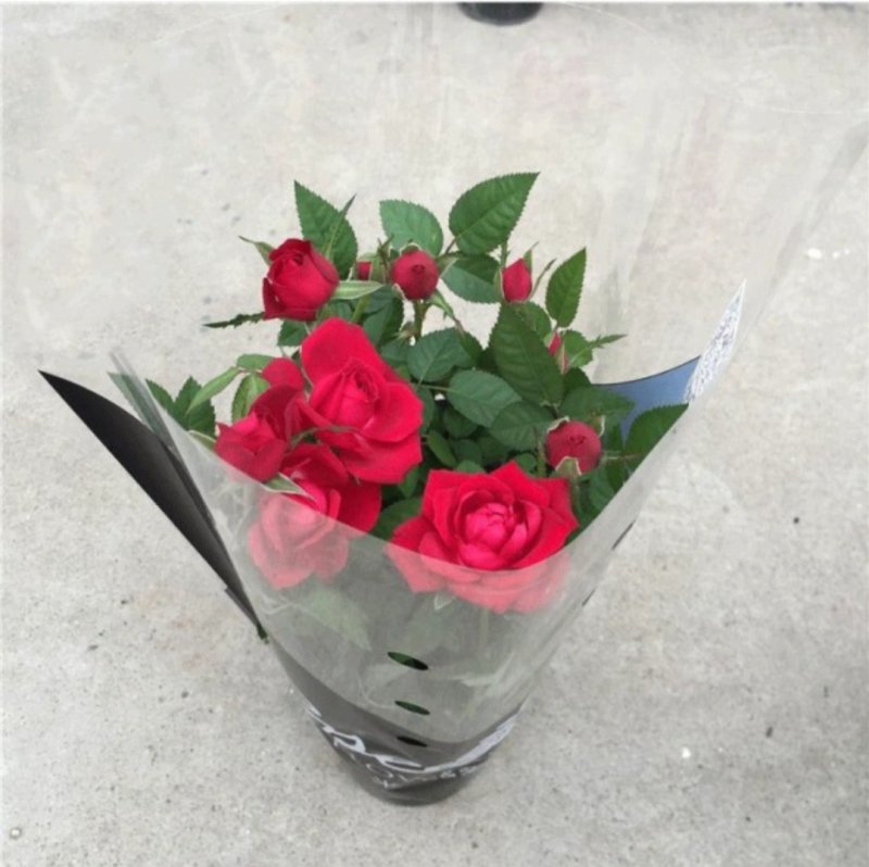 玫瑰花苗盆栽花卉植物室内花月季好养易活阳台四季开花绿植鲜