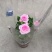 玫瑰花苗盆栽花卉植物室内花月季好养易活阳台四季开花绿植鲜