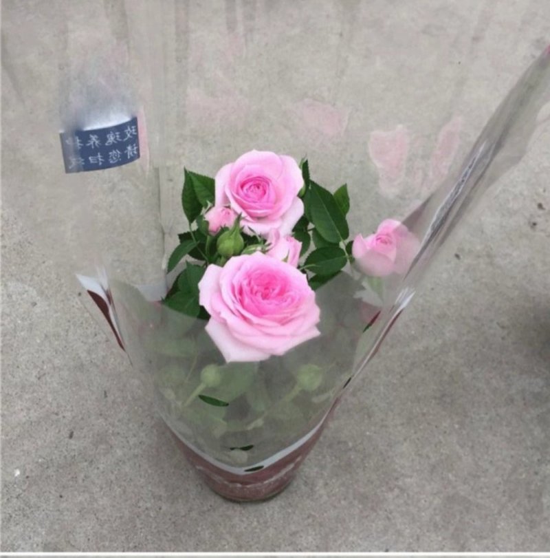 玫瑰花苗盆栽花卉植物室内花月季好养易活阳台四季开花绿植鲜