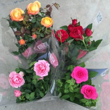 玫瑰花苗盆栽花卉植物室内花月季好养易活阳台四季开花绿植鲜