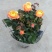 玫瑰花苗盆栽花卉植物室内花月季好养易活阳台四季开花绿植鲜