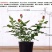 玫瑰花苗盆栽花卉植物室内花月季好养易活阳台四季开花绿植鲜