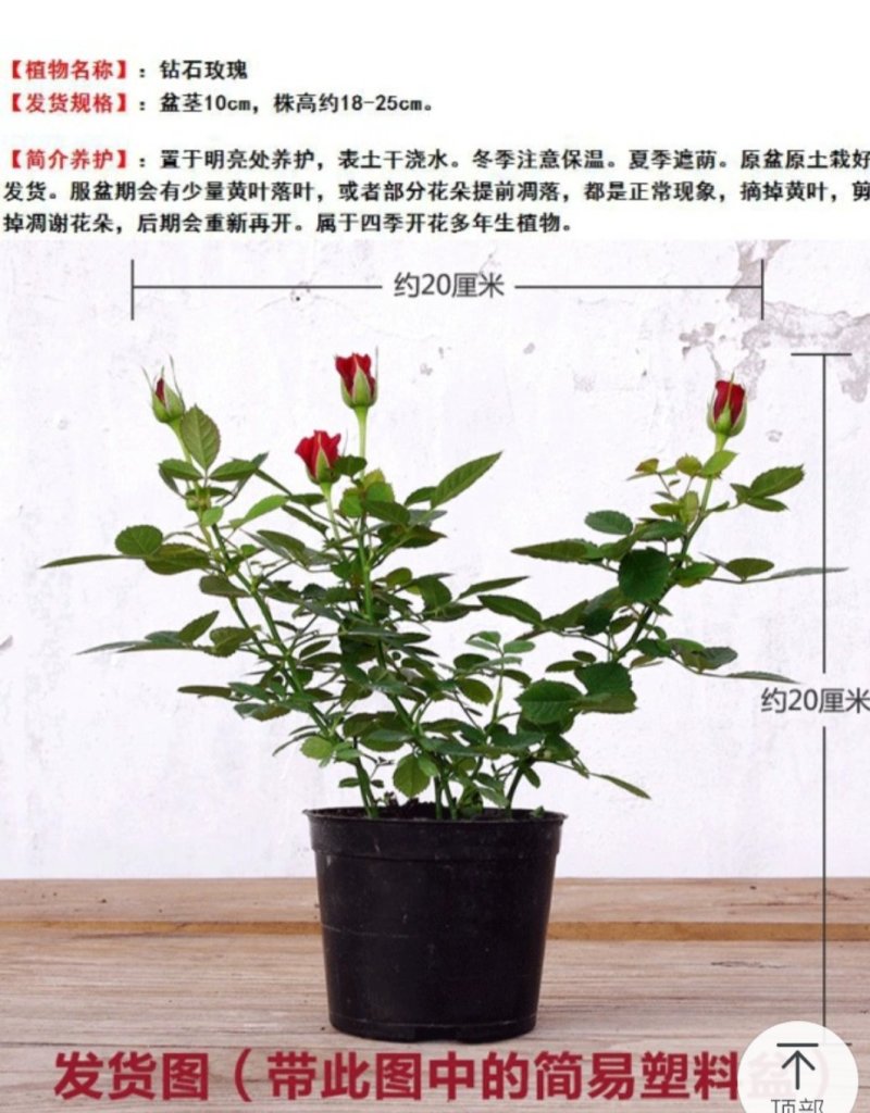 玫瑰花苗盆栽花卉植物室内花月季好养易活阳台四季开花绿植鲜