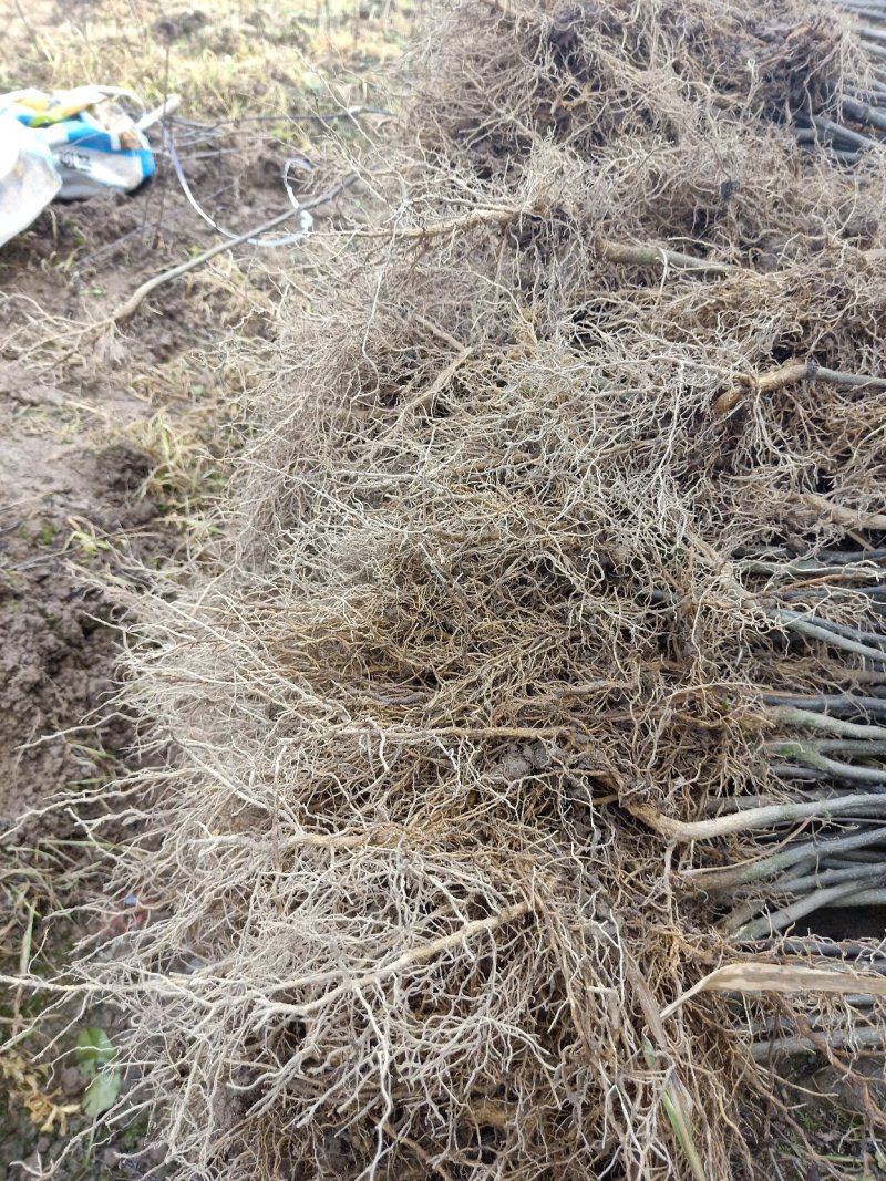 大红袍花椒苗产地直供、现挖现买、质量保证