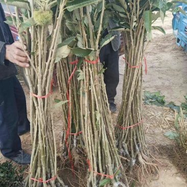 山东大红袍板栗苗，泰山板栗苗，自产自销，看货起苗。