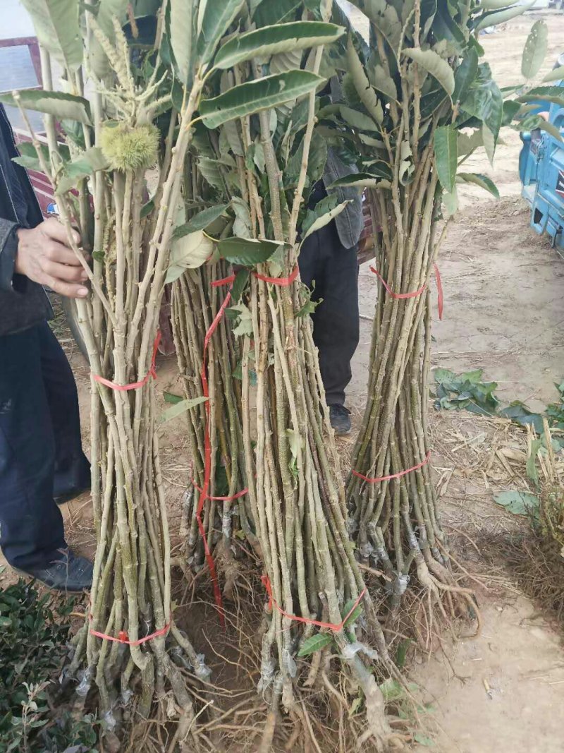 山东大红袍板栗苗，泰山板栗苗，自产自销，看货起苗。