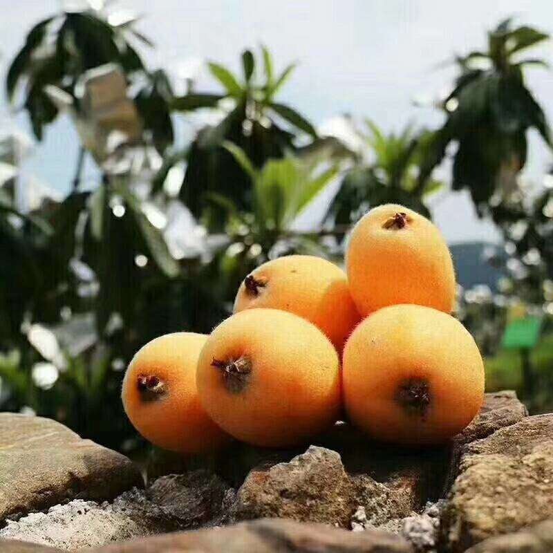 枇杷，，，，，，，，，，，，，，，，，，，，