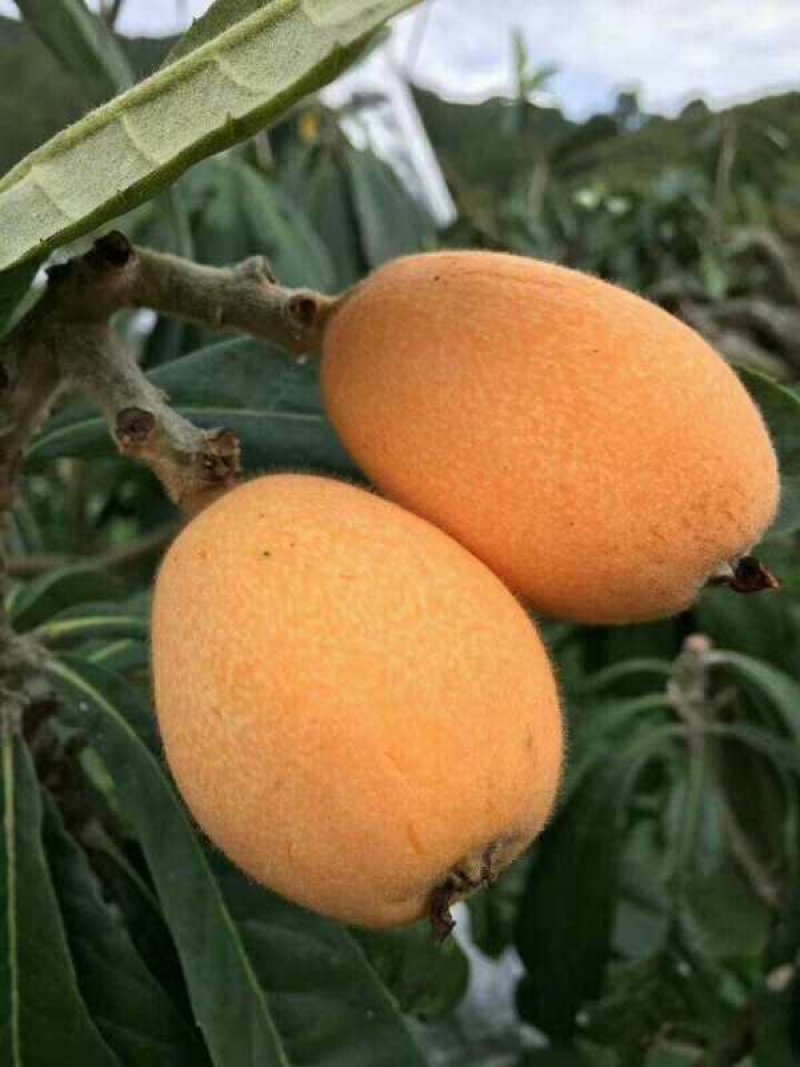 枇杷，，，，，，，，，，，，，，，，，，，，