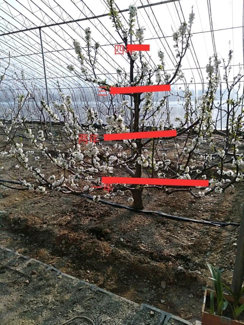 樱桃苗矮化樱桃树苗品种齐全质量保证