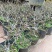 长寿冠海棠带花苞发货！