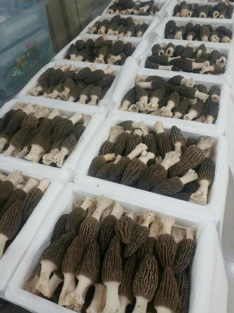 食用菌