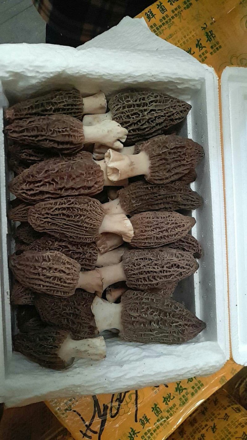 食用菌