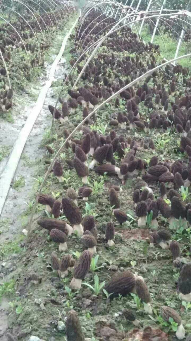 食用菌