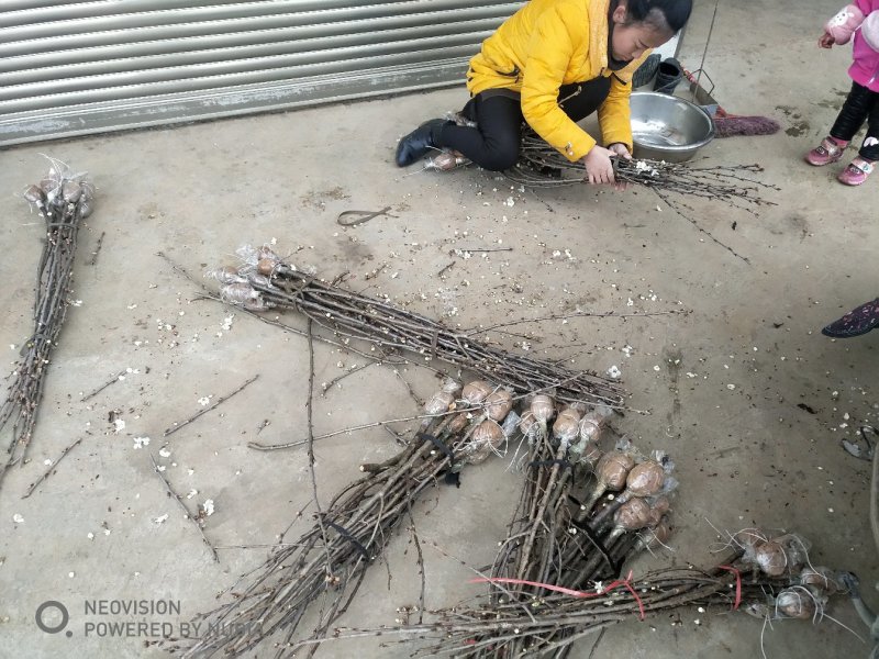 樱桃树苗，质量保证，支持验货付款。诚信经营