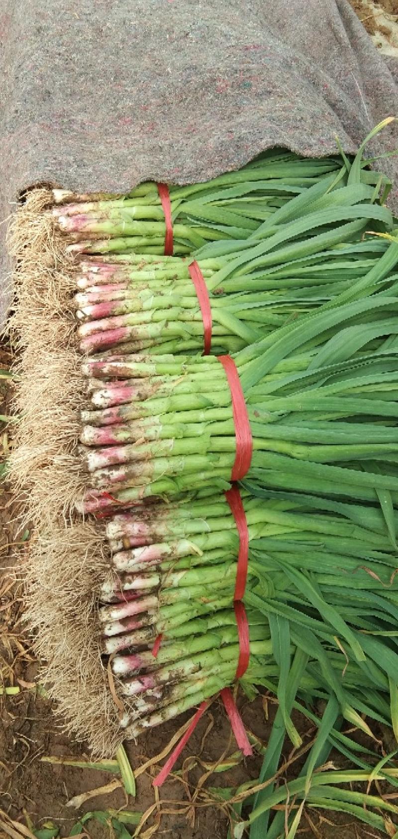 红根蒜苗45~50cm，一手货源，对接全国市场，