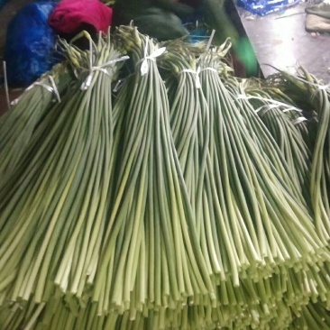 济宁精品红帽蒜苔，专业代收，代存，冷库出租！一吨起批质证