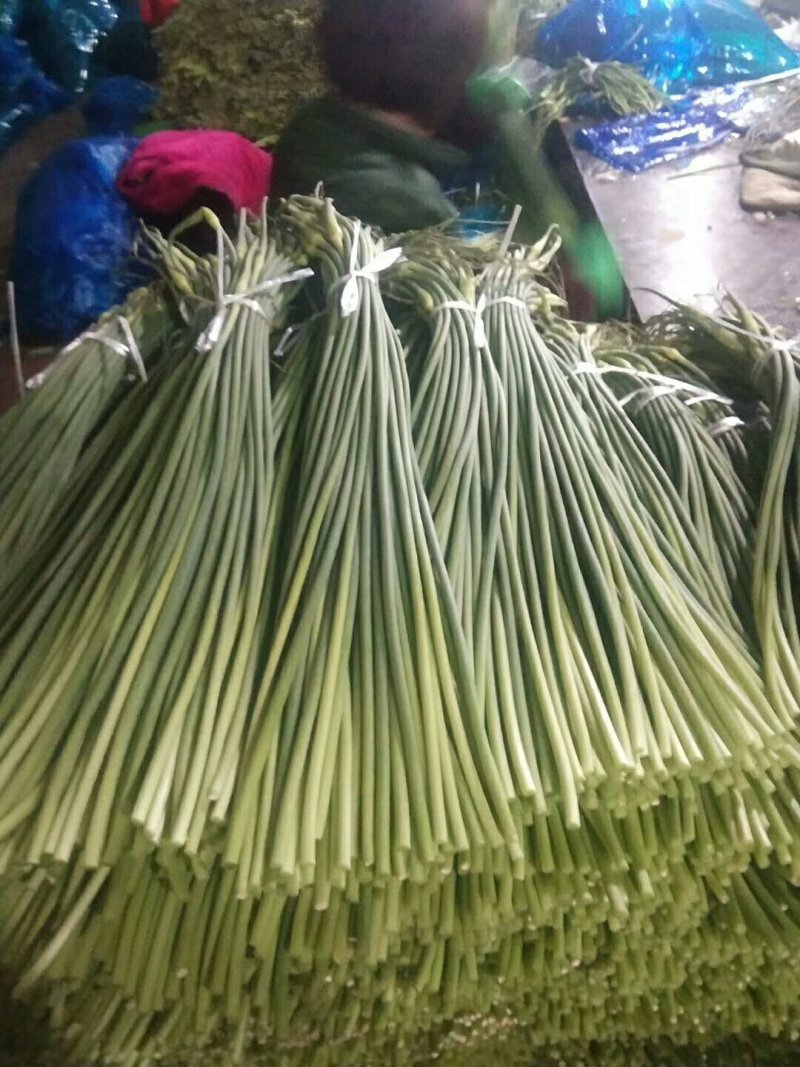 济宁精品红帽蒜苔，专业代收，代存，冷库出租！一吨起批质证