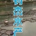 大口鲶