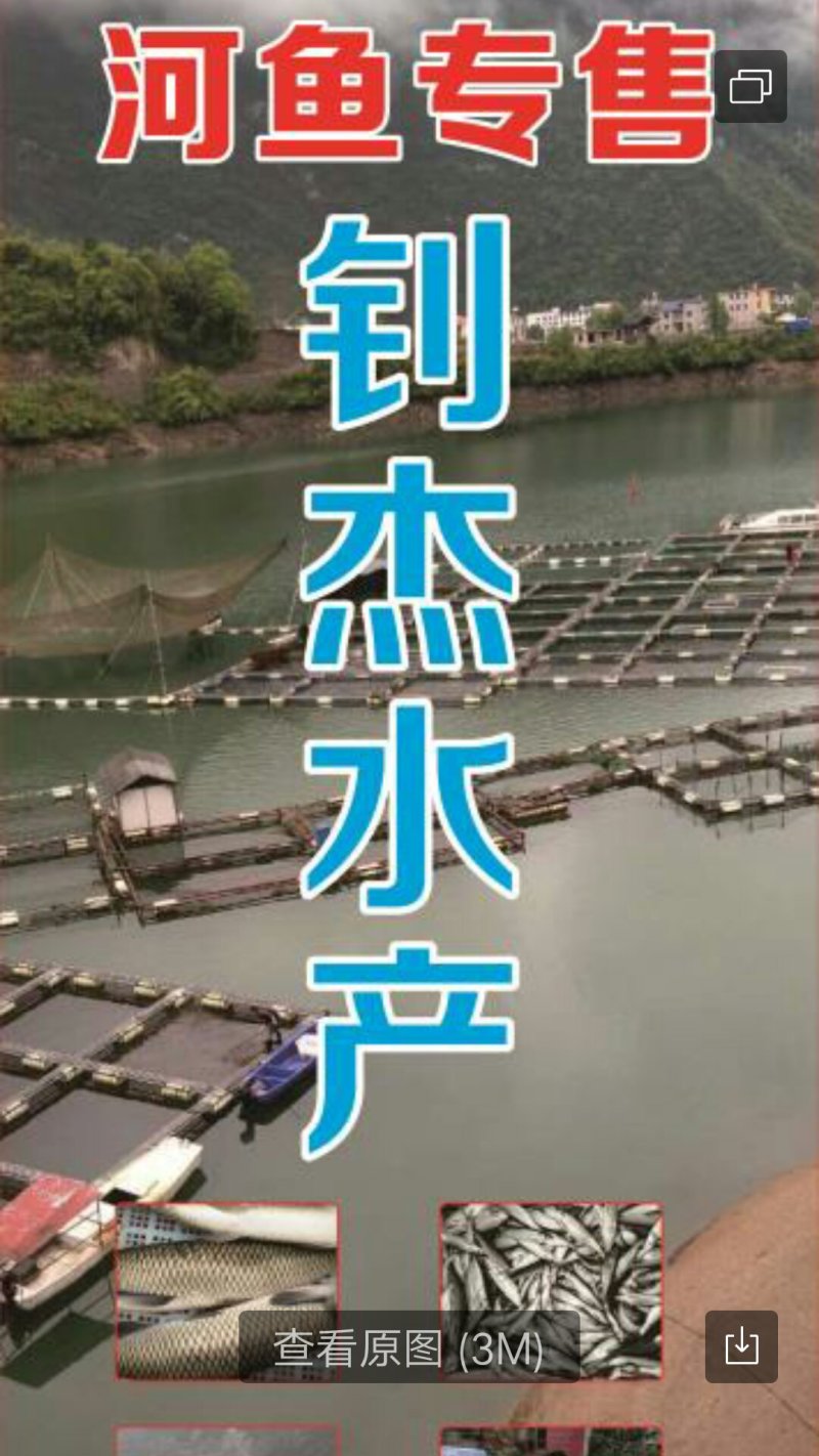 大口鲶