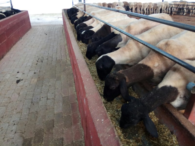 大型肉羊品种黑头杜波羊带肚揣羔棒奶母羊体型大生长快