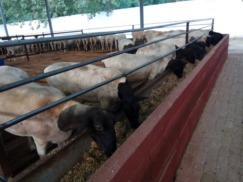 大型肉羊品种黑头杜波羊带肚揣羔棒奶母羊体型大生长快