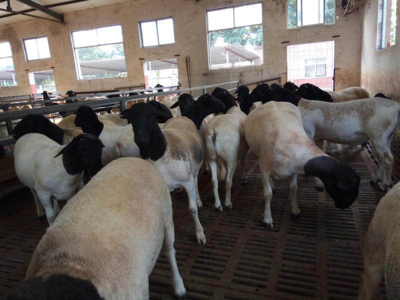 大型肉羊品种黑头杜波羊带肚揣羔棒奶母羊体型大生长快