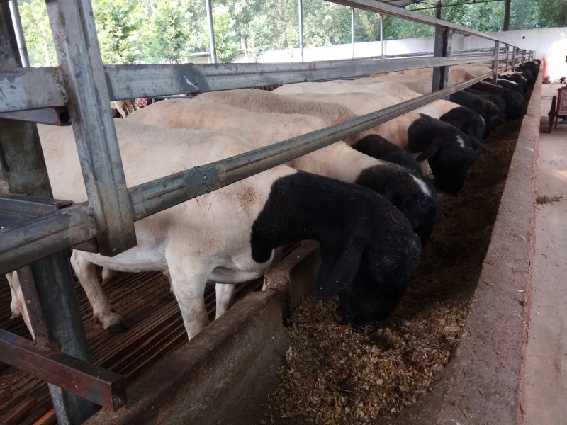 大型肉羊品种黑头杜波羊带肚揣羔棒奶母羊体型大生长快