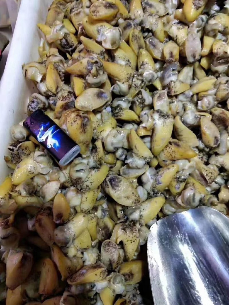 鲍螺（假鲍鱼）熟肉，假鲍鱼肉，螺肉，大连假鲍鱼，珍珠鲍