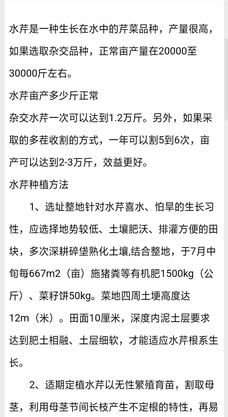 【芹菜苗】水芹苗水芹菜种苗扬州长白芹包品种技术