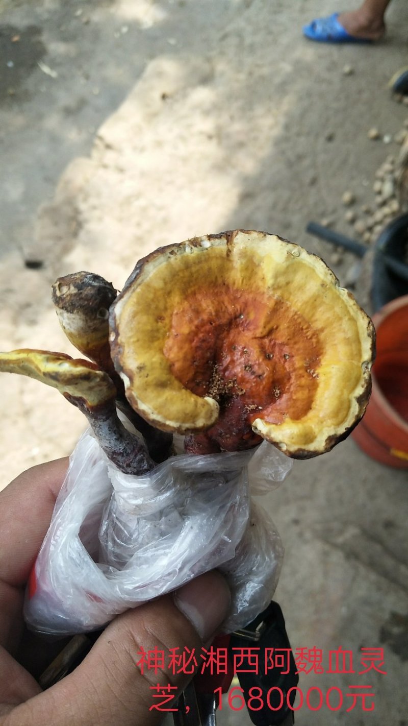 阿魏血灵芝(棺材灵芝)