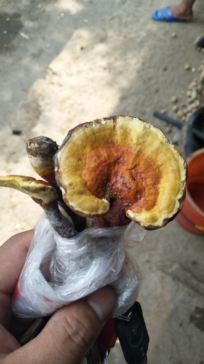 阿魏血灵芝(棺材灵芝)