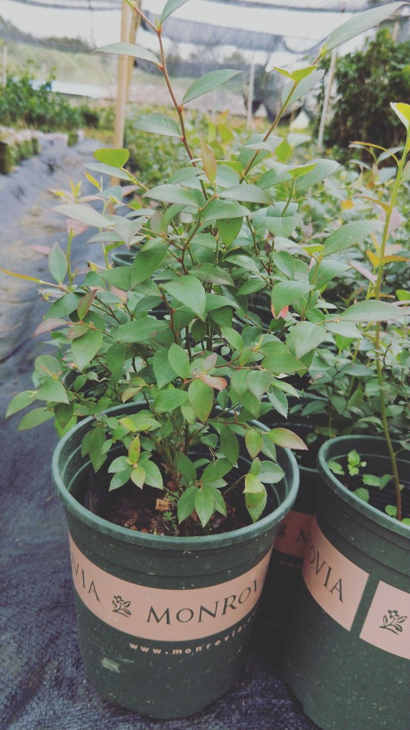 蓝莓苗蓝莓苗蓝莓树苗包邮40-60高