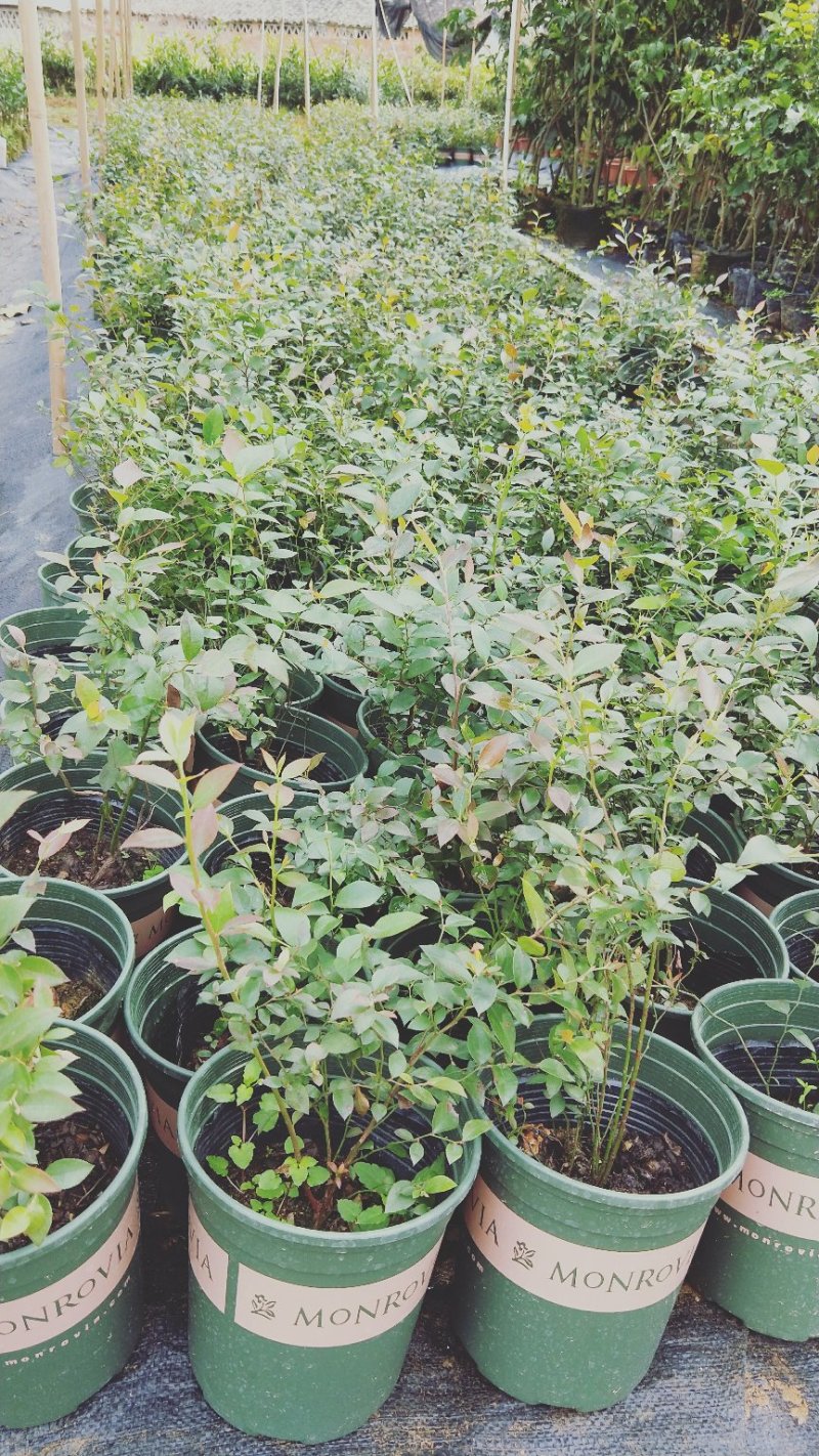 蓝莓苗蓝莓苗蓝莓树苗包邮40-60高
