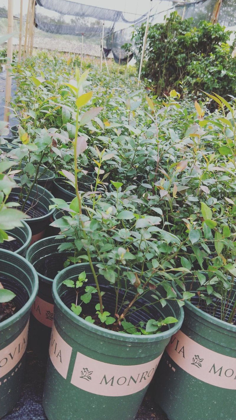 蓝莓苗蓝莓苗蓝莓树苗包邮40-60高