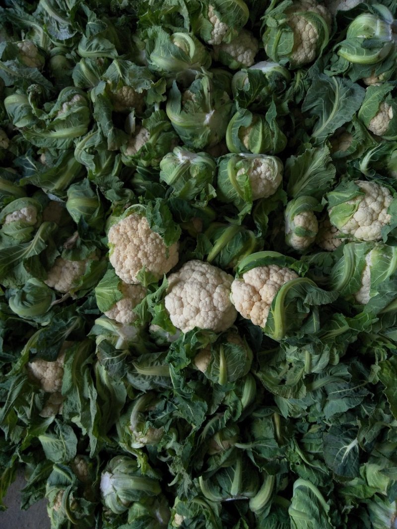 陕西汉中菜花，乳白紧花，单个1--3斤带叶