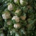 陕西汉中菜花，乳白紧花，单个1--3斤带叶