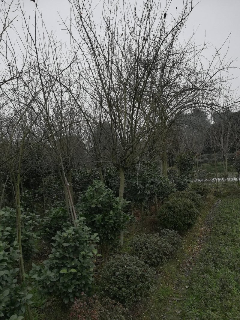 垂丝，西府海棠，八棱海棠等高低分枝小苗至12公分