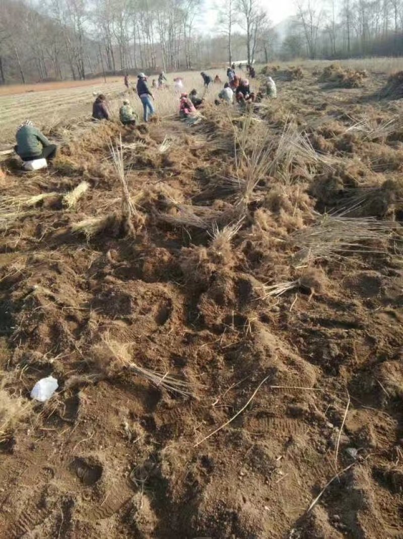 水曲柳水曲柳树苗水曲柳苗价格水曲柳种子圃地直销