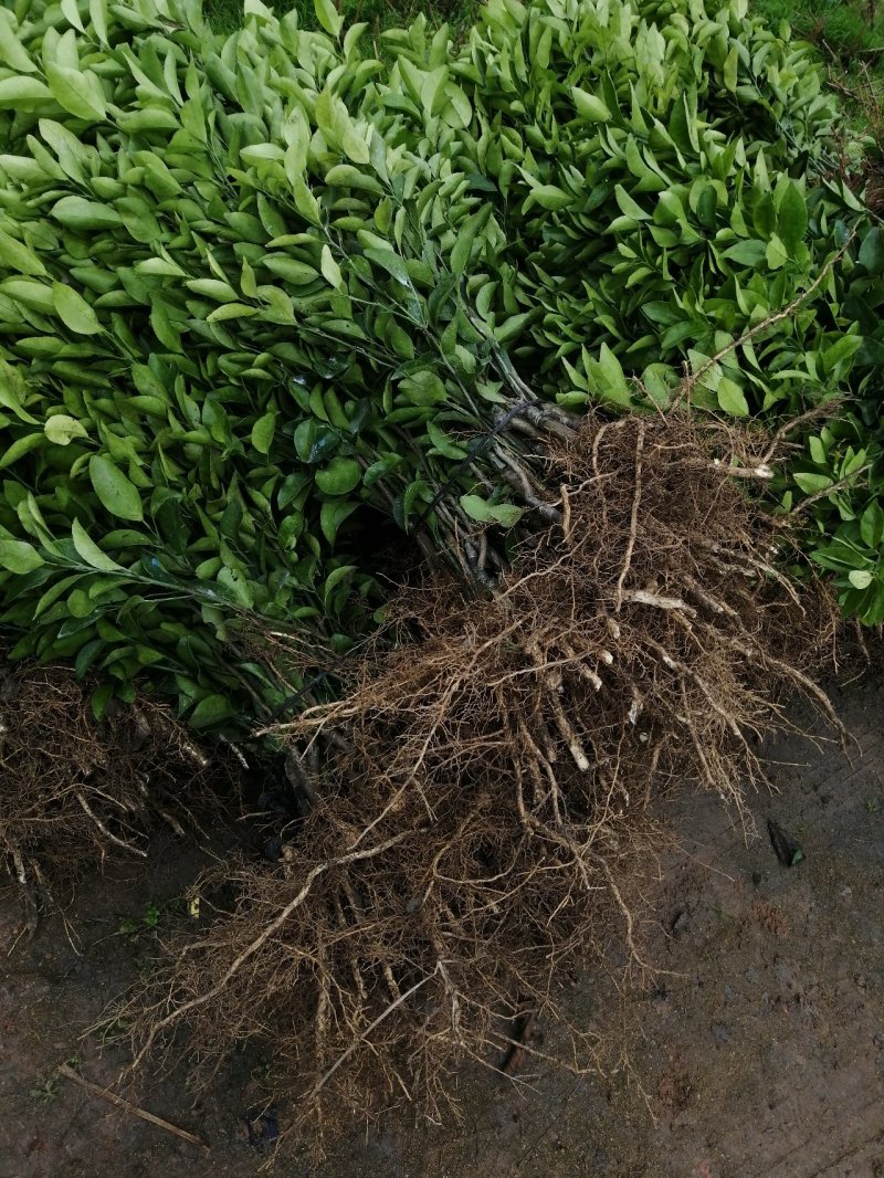 专业繁育沙糖桔苗50~80cm，货源充足，接受预定