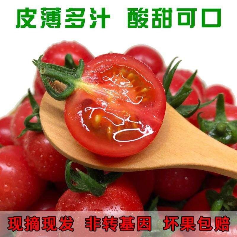 千禧圣女果15g以上