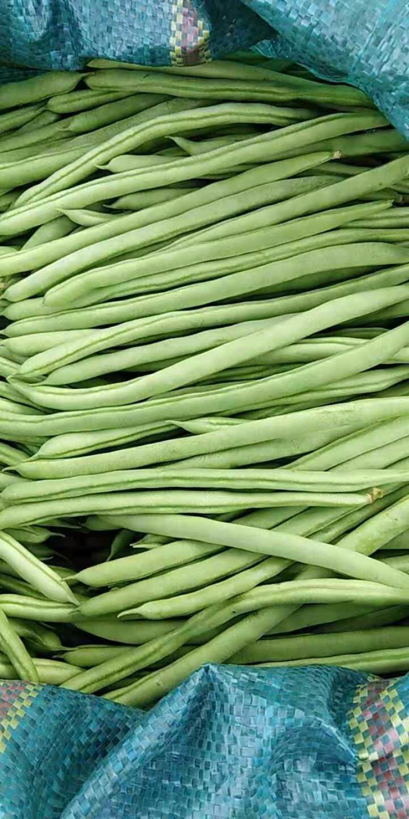 精品小金豆，四季豆，无筋豆