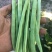 精品小金豆，四季豆，无筋豆