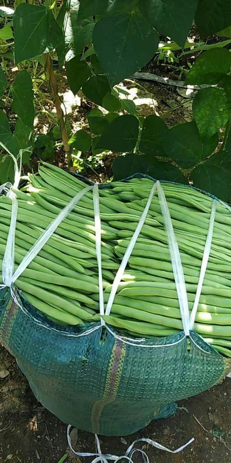 精品小金豆，四季豆，无筋豆
