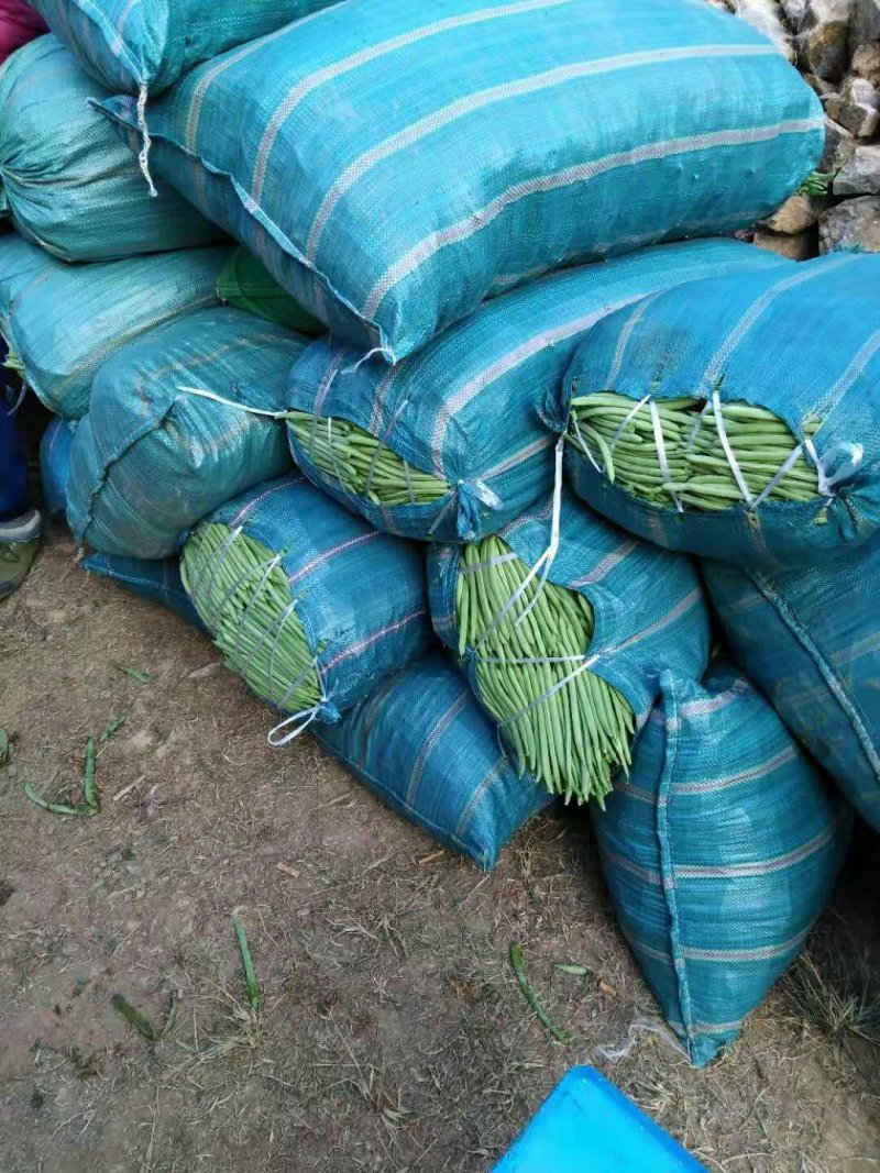 精品小金豆，四季豆，无筋豆